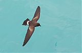 Elliot's Storm-Petrelborder=